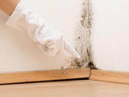 Best Emergency Mold Remediation  in Luverne, MN